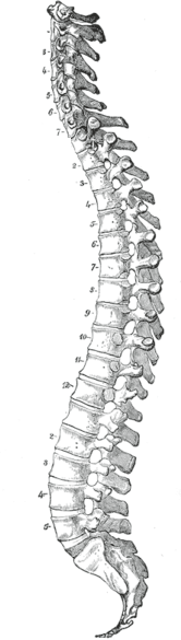 Información sobre la quiropractica