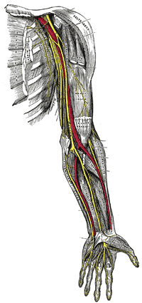 Tunel Carpiano se cura en muchos casos con la quiropráctica